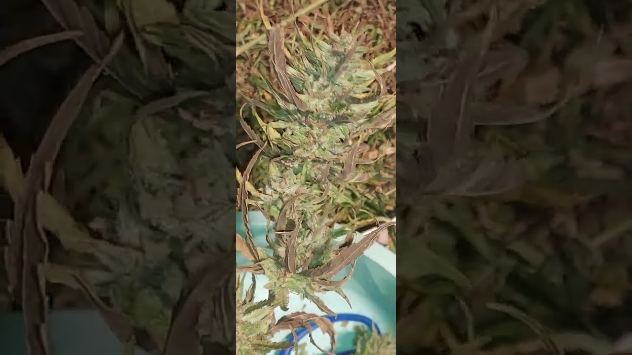 Ethos Lemon Berry Candy Og R2 งานแดด
