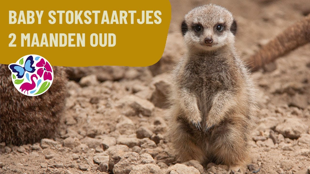 Baby stokstaartjes twee maanden oud