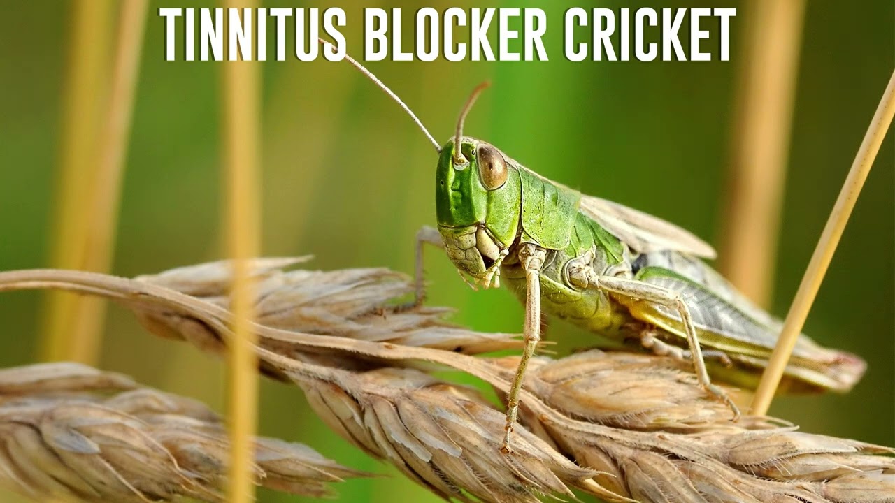Tinnitus Relief Therapy Just Crickets (11 Hours)