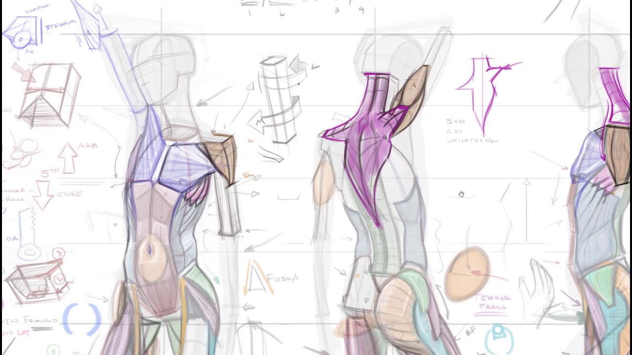 Anatomy of the Upper Torso
