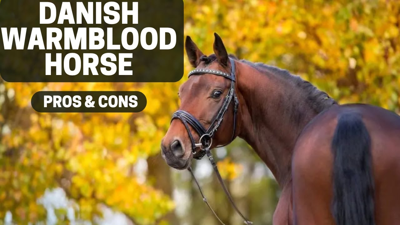 Danish Warmblood Horse Pros & Cons Danish Warmblood Horse Advantages & Disadvantages