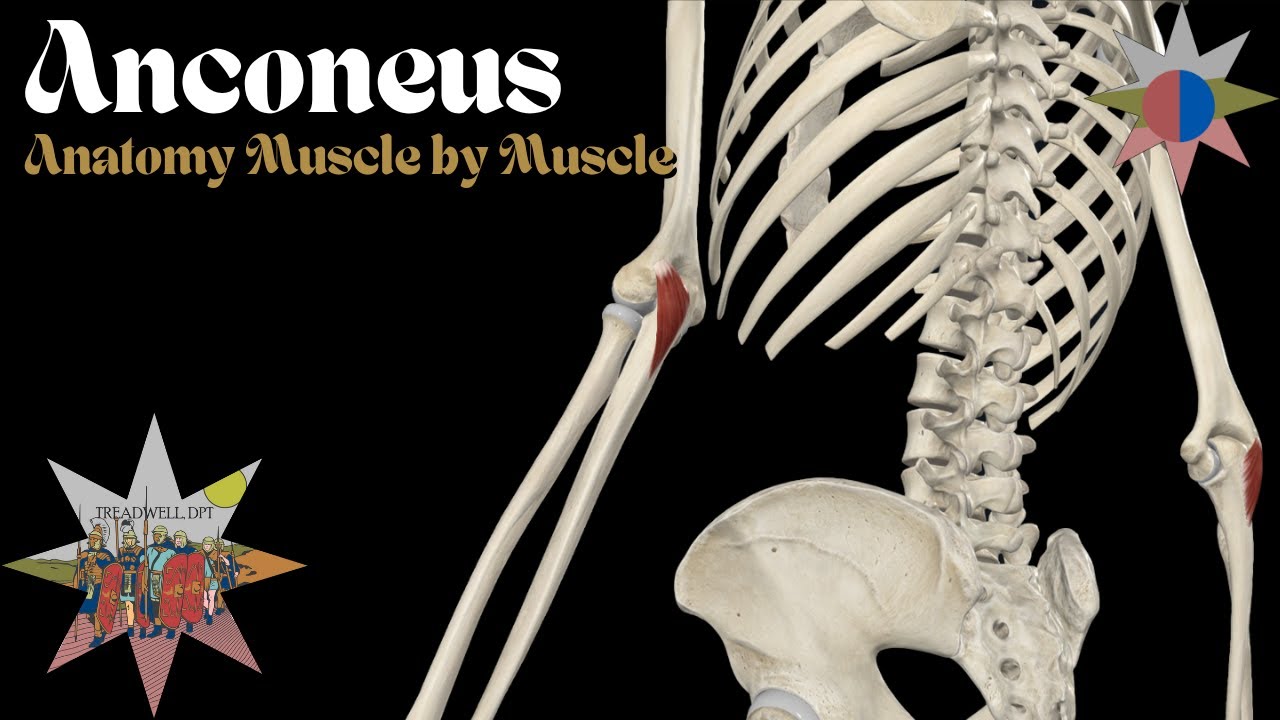 Anconeus Muscle | Small but Mighty Elbow Stabilizer  | Anatomy Breakdown – Treadwell, DPT