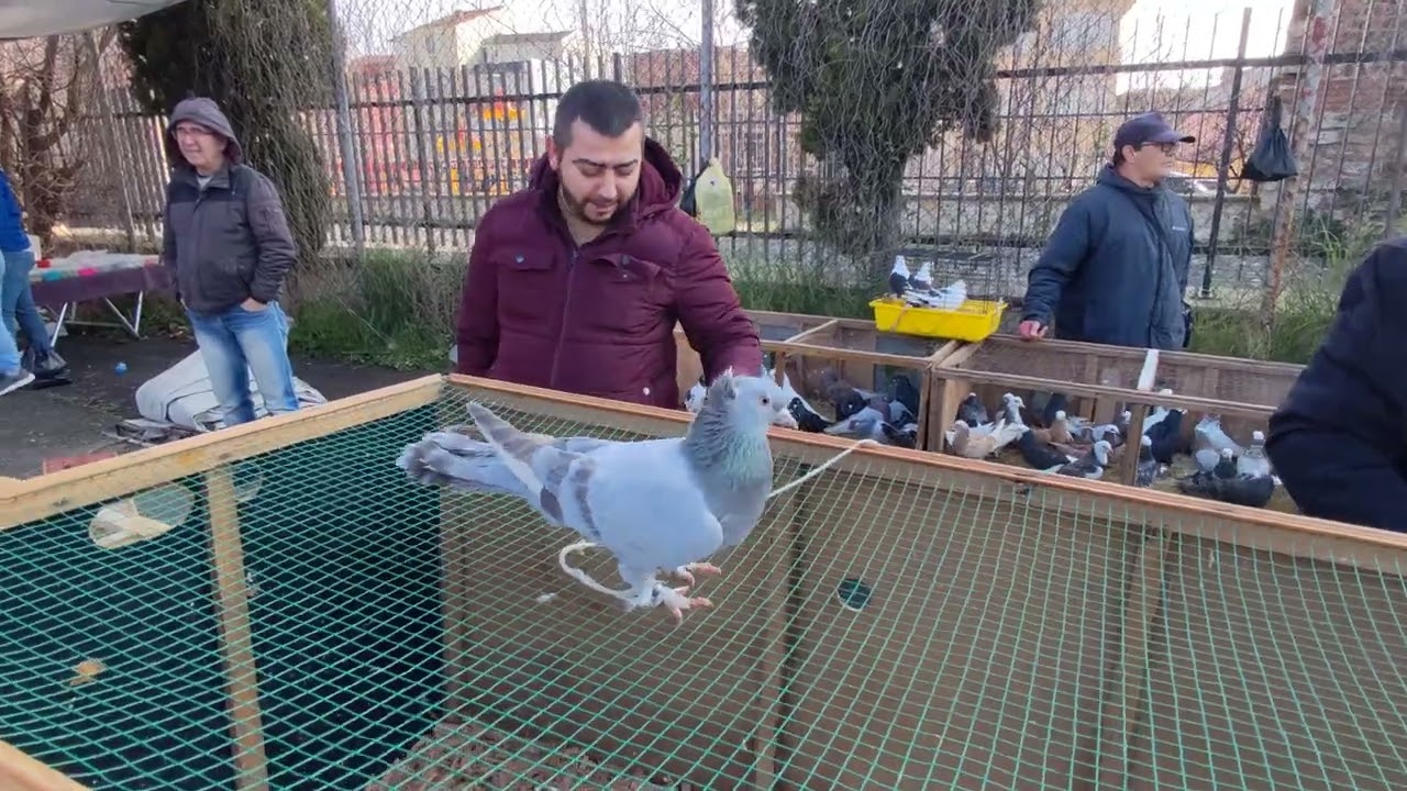 Dumanı üstünde YEPYENİ EDİRNEKAPI kuş güvercin pazarı videosu. Hava güzel olunca pazarda çok keyifli