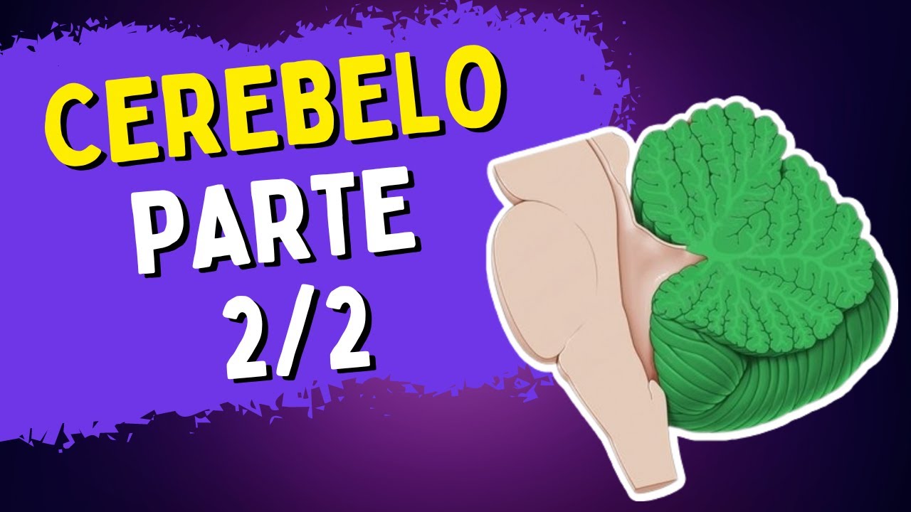 Cerebelo - Parte 2/2