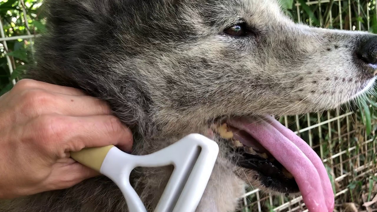保健所出身、癒しの秋田犬つぼみちゃん 癒されたのは私⁈-AKITADog 'TUBOMI'