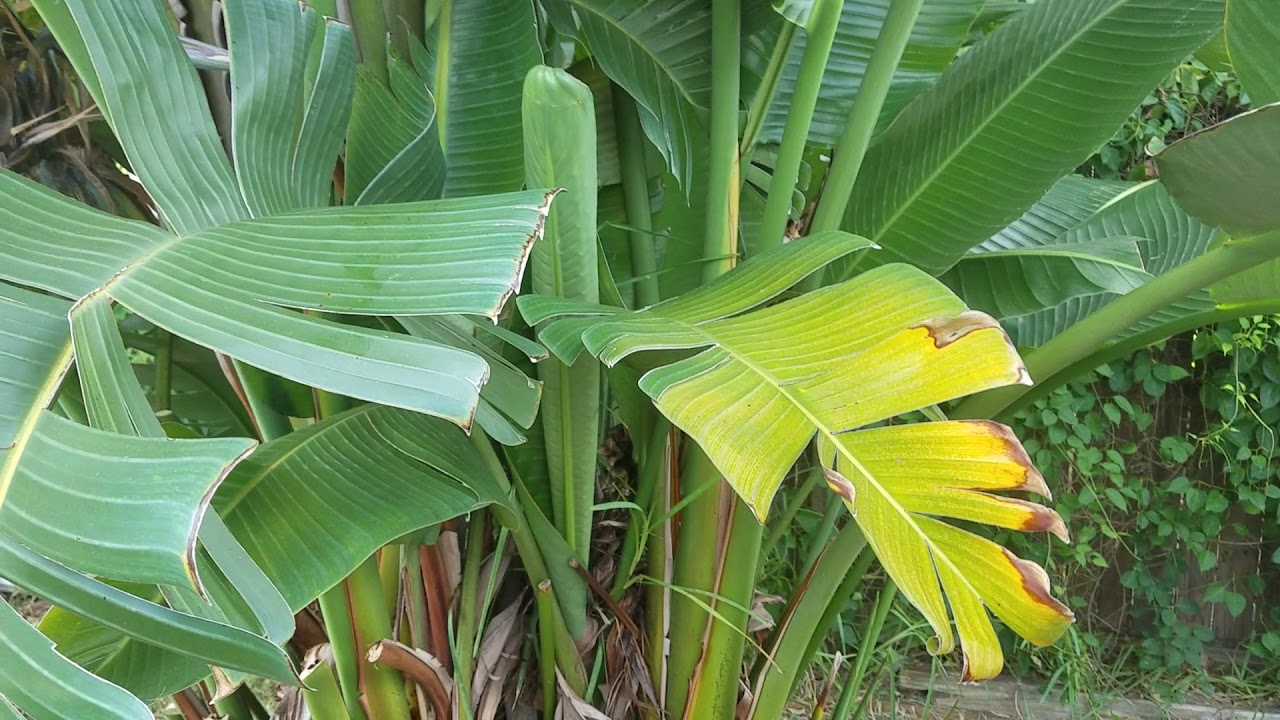 Strelitzia nicolai - The White Bird of Paradise.