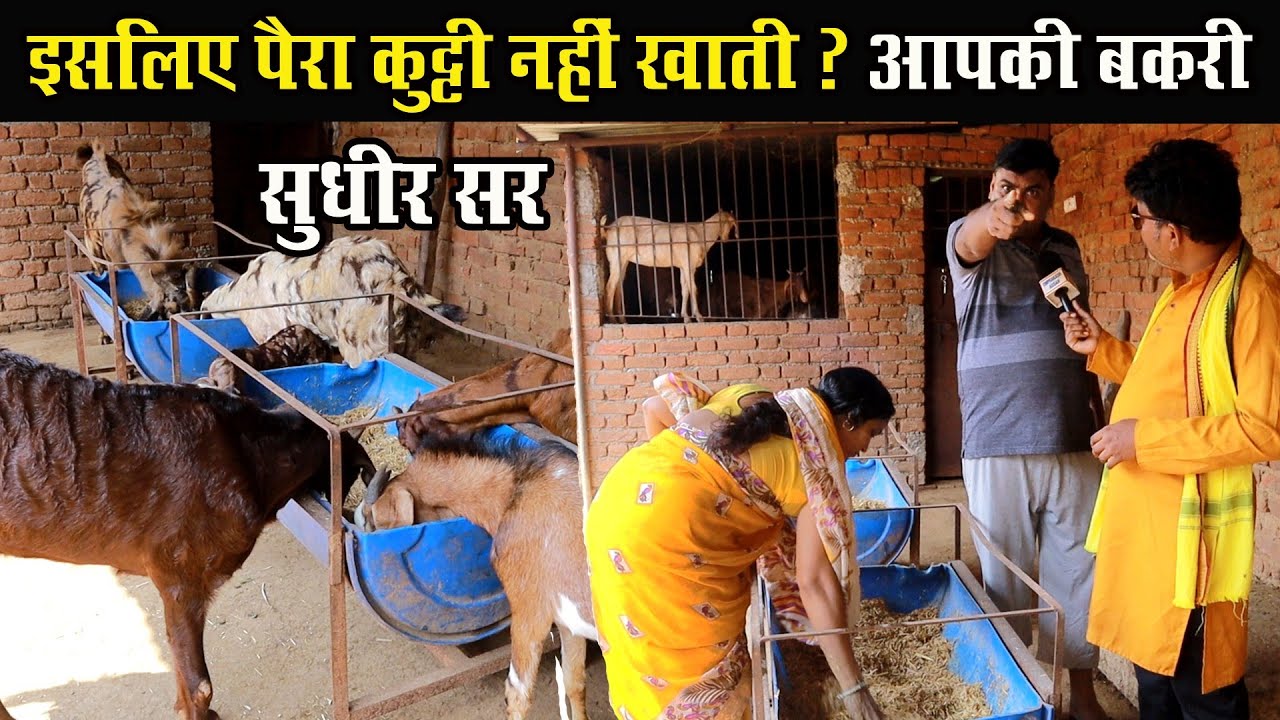 इसलिए पैरा कुट्टी नहीं खाती? आपकी बकरी । Bakri ko paira kutti kaise khilayen-Sudhir sir goat Farming