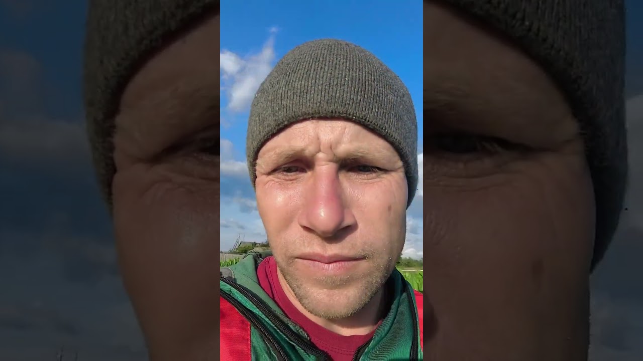 Собираю табак кустом. Переросшая рассада.