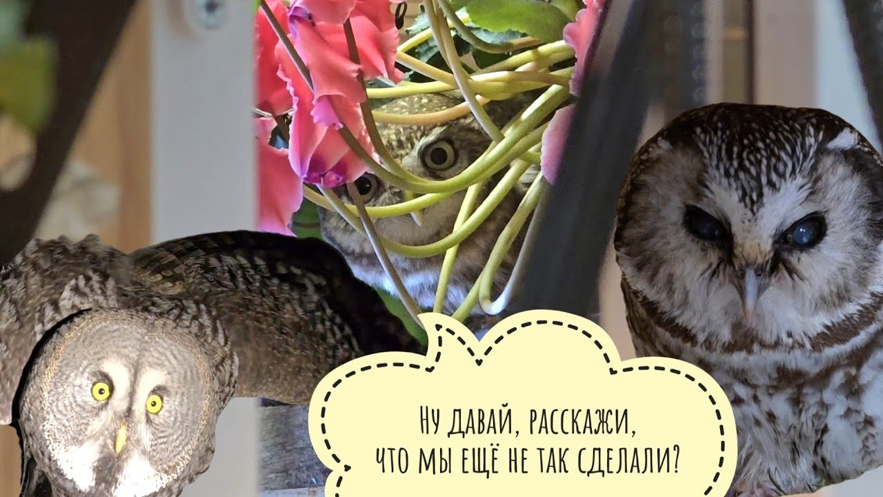 Артём откапывает Избушку. Я кормлю маленьких сов, скучаю. И тут меня как бомбануло! 