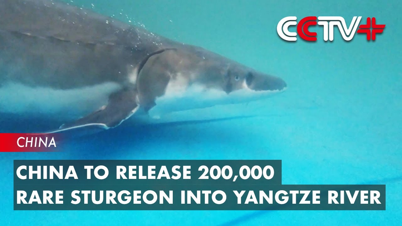 China to Release 200,000 Rare Sturgeon into Yangtze River