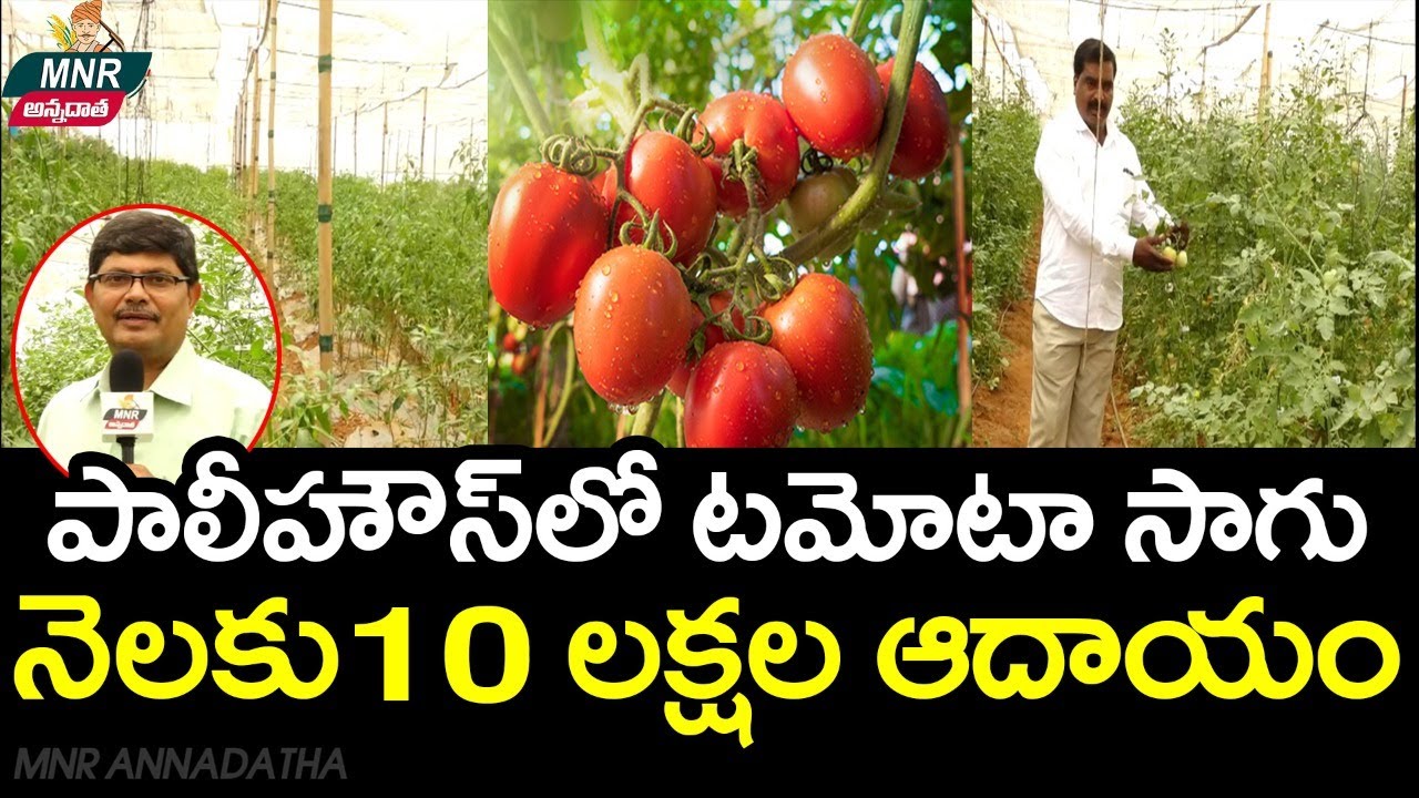 పాలీహౌస్‌లో టమోటా సాగు, నెలకు 10 లక్షల ఆదాయం | Tomato Cultivation in PolyHouse | MNR Annadatha