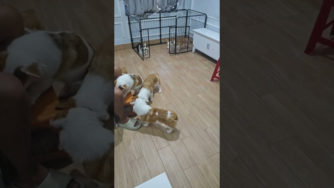 🐶 코기TV | Corgi TV |코기 7남매 아침먹방🐶 옥상 갔다가 비와서 다시 방으로 | 7 Corgis Breakfast