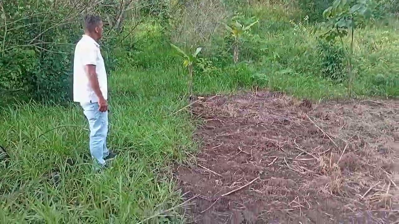 Vende-se esse sítio em torto bom jardim-pe 3hectares e meia,valor 280 mil zap 81999404206