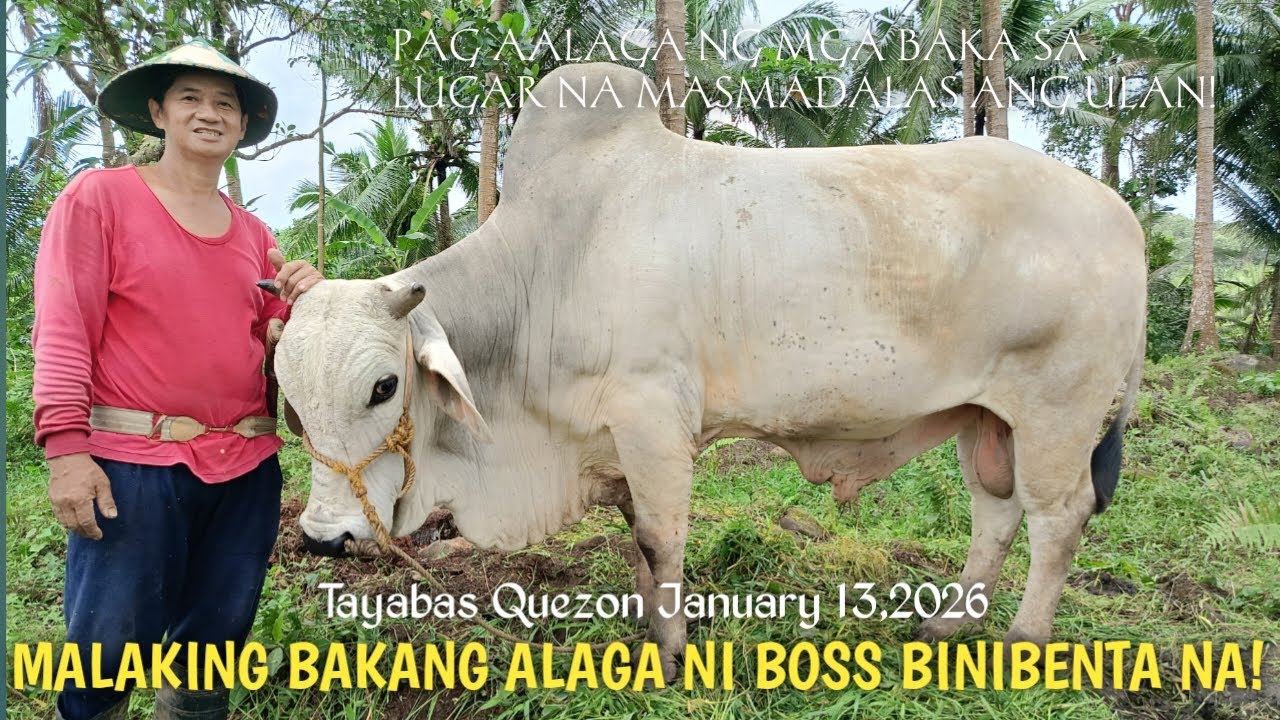 Malaking Bakang Pangbenta at Mag inahang Baka