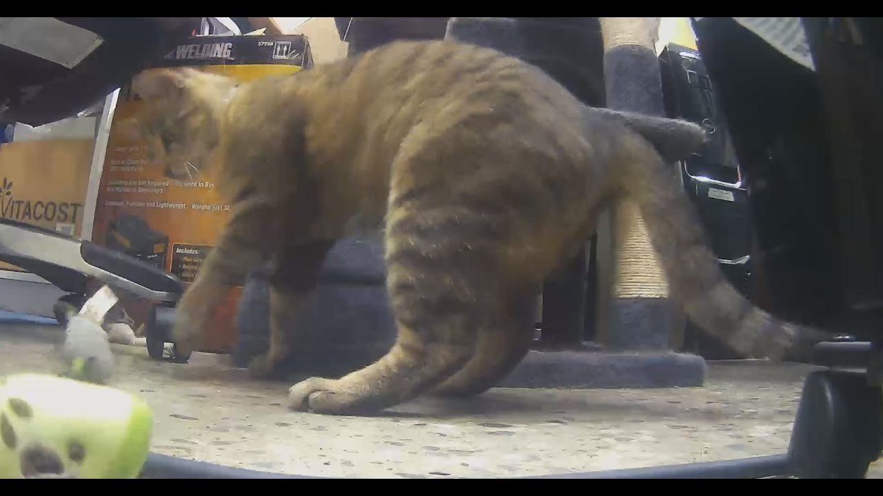 Shorty Momma Loves to play!