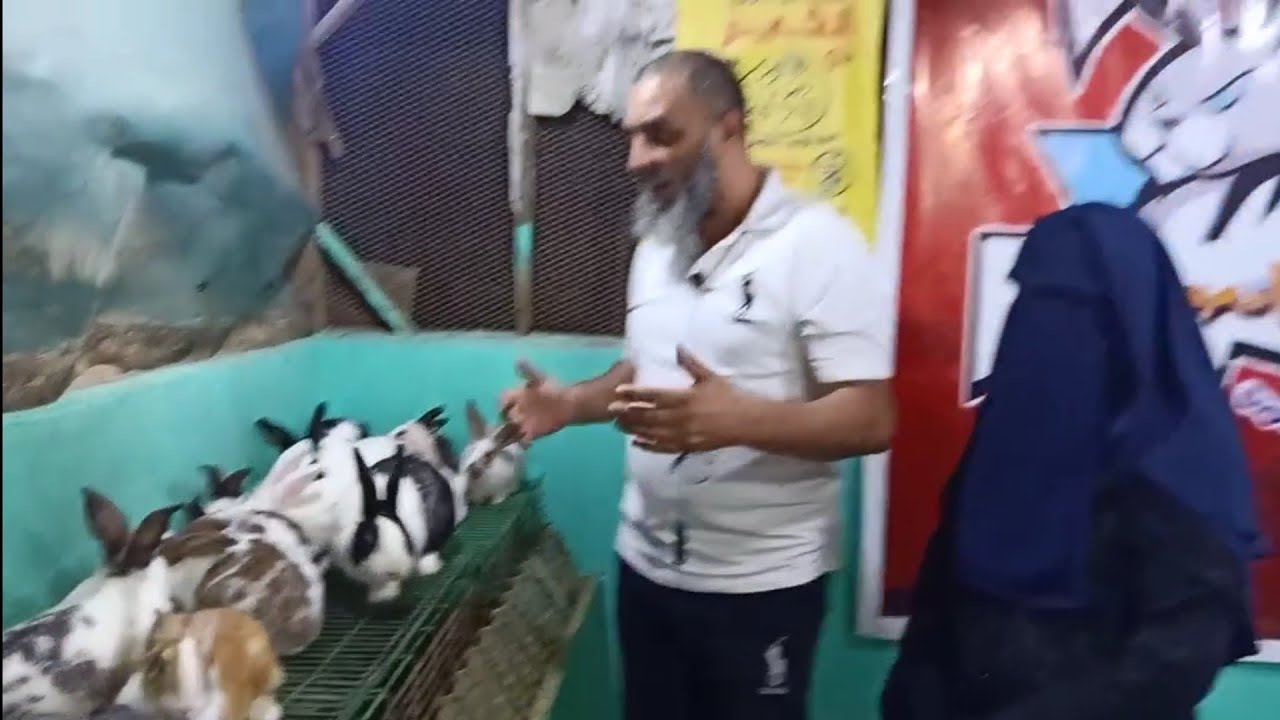 ارانب الخير (الارنب البلدي) (الارنب الخليط) (الارنب الهجين)