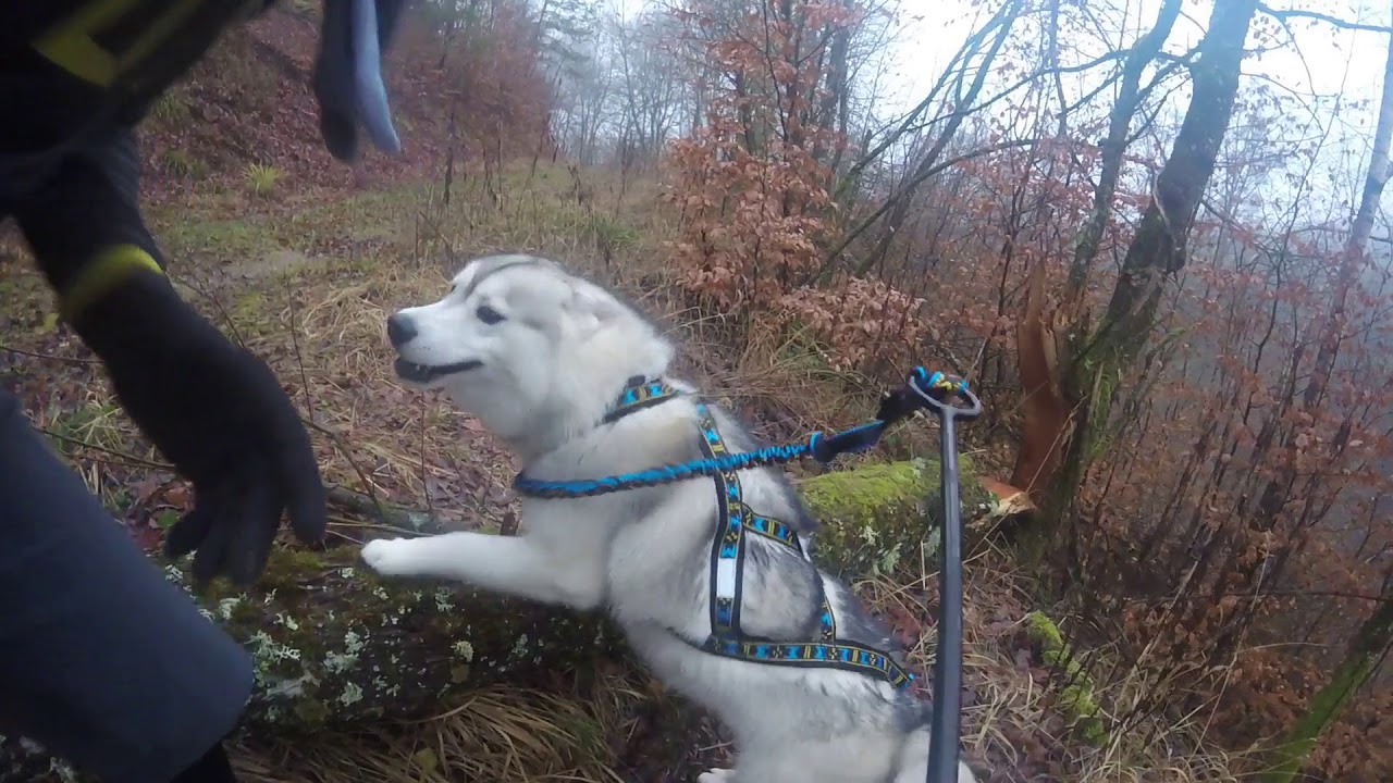 Sortie Canivtt avec mon husky sibérien 30.12.2018