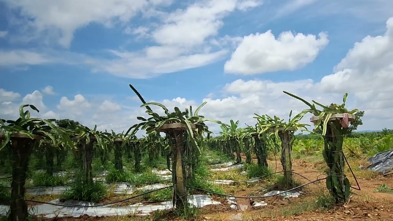 Dragon fruit farming #naturalfruitfarm #farming #sky  #agriculture #naturelovers #viral#viratkohli