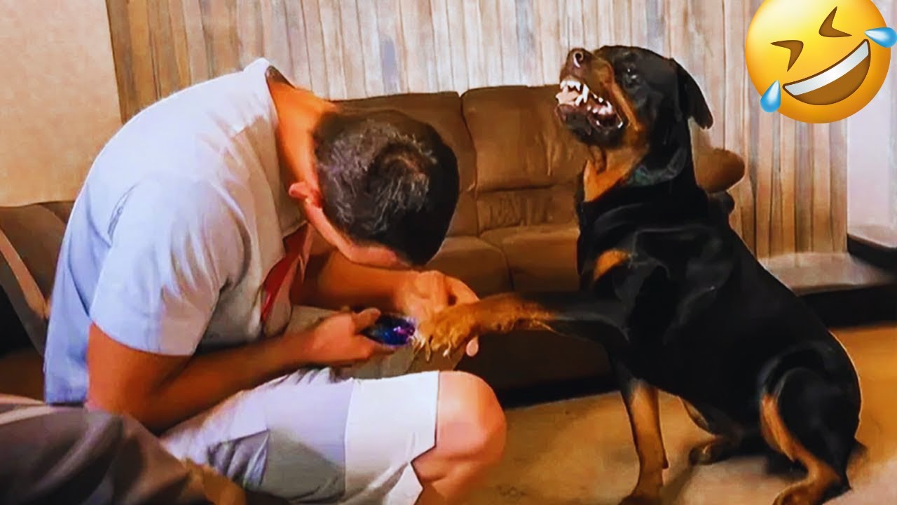 The Funniest Animal Videos of February 😁 Funny Dogs and Cats That Will Have You ROFL #20