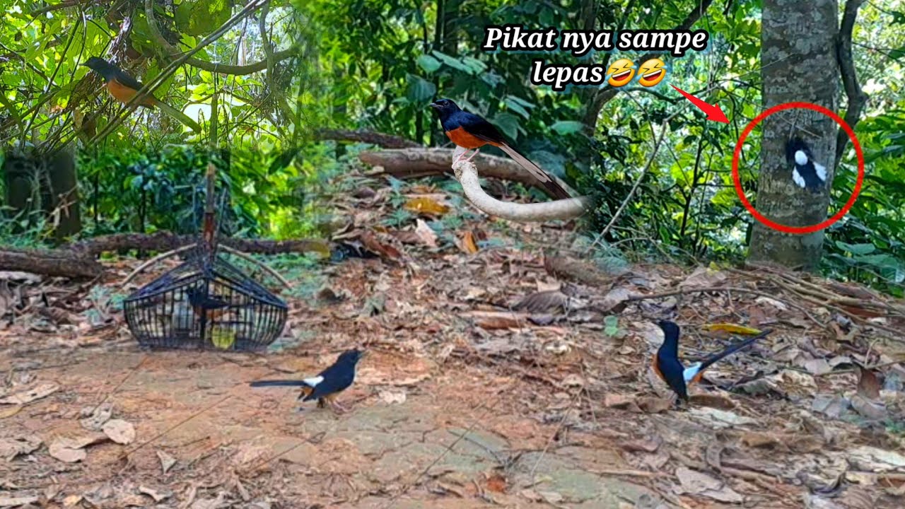 SURGANYA BURUNG² MAHAL, FULL MURAI BATU EKOR PANJANG