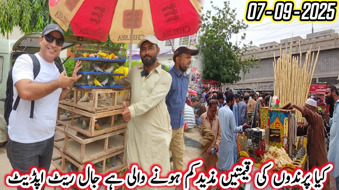 Lalukhet Sunday Birds Matket Jaal Rate Update 2025 @SYEDBIRDS