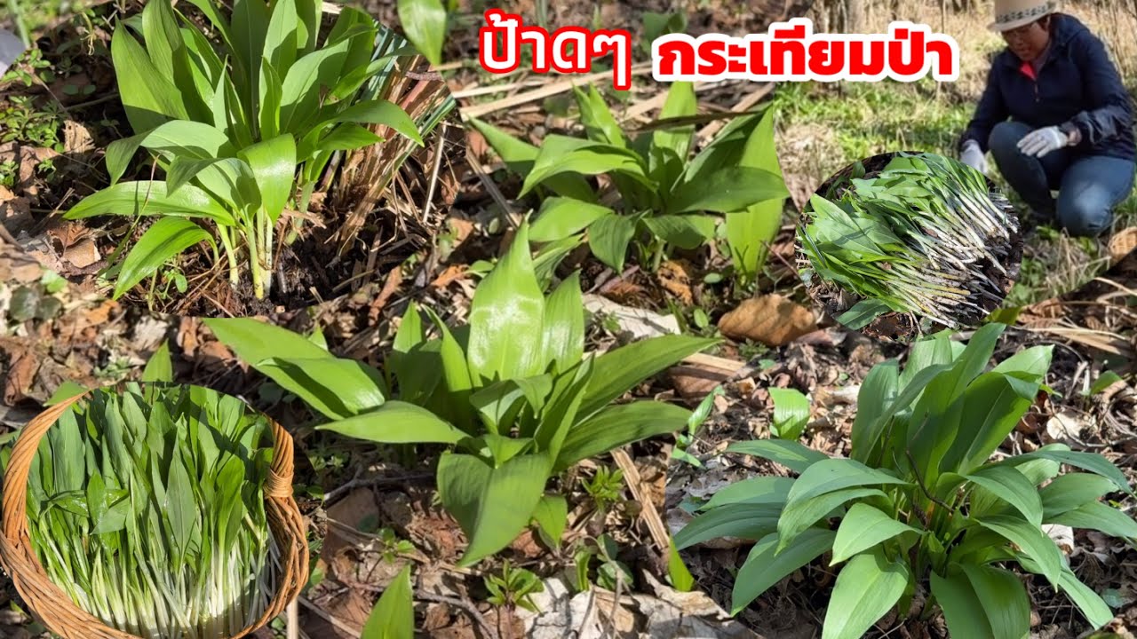 ป้รดๆดงกระเทียมป่ามารอบบนี้ต้นใหญ่ลำยาวขาวสวยเก็บมันส์มื้อจนไม่อยากหยุด