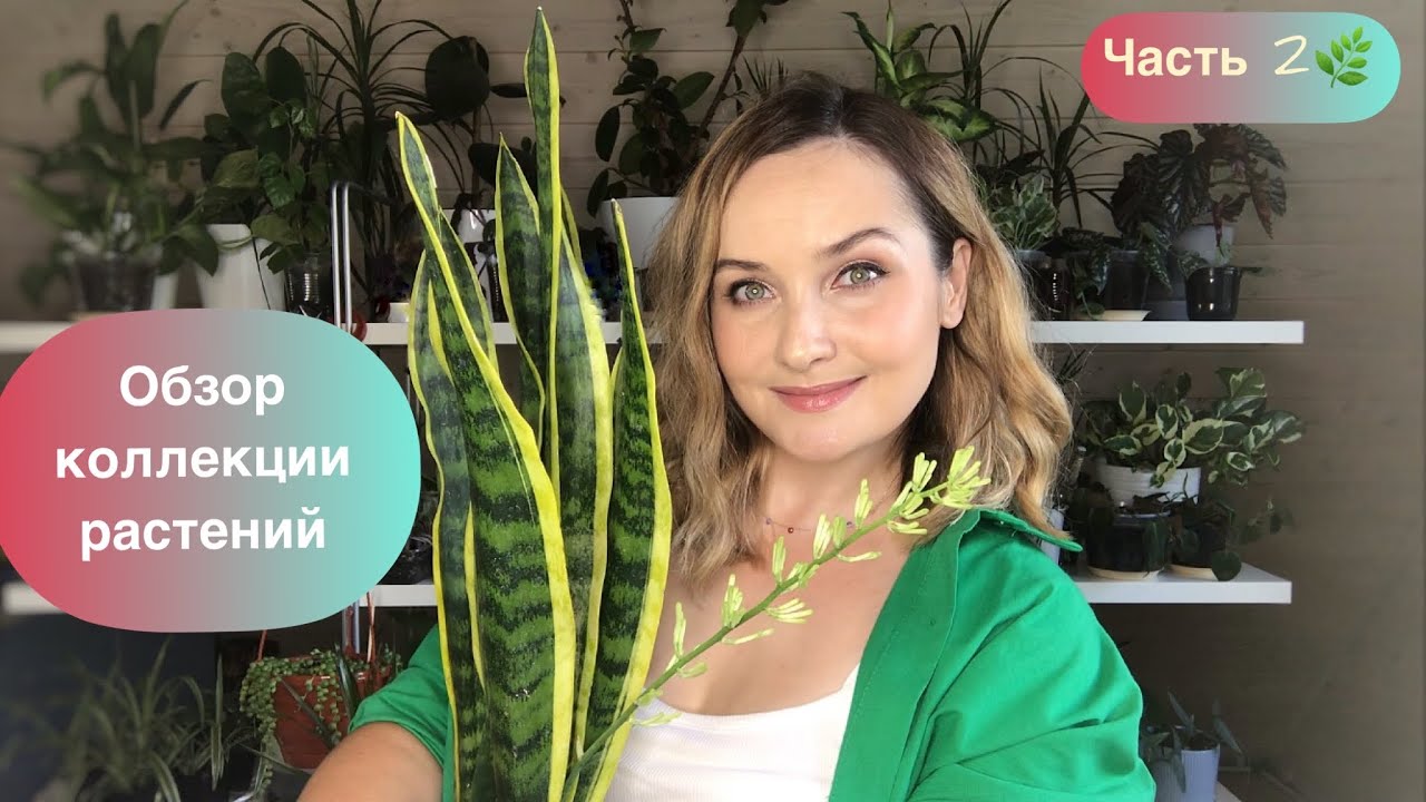 ЧАСТЬ 2: Обзор всех моих комнатных растений в доме 🌿☀️🏡 13.07.2022