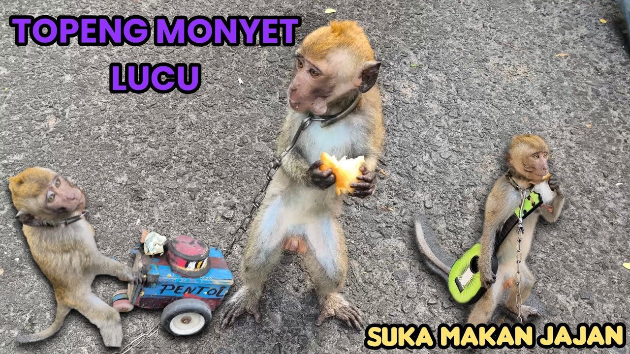 FUNNY MONKEY TOPENG MONYET LUCU SUKA MAKAN JAJAN LAGI JAJAN 