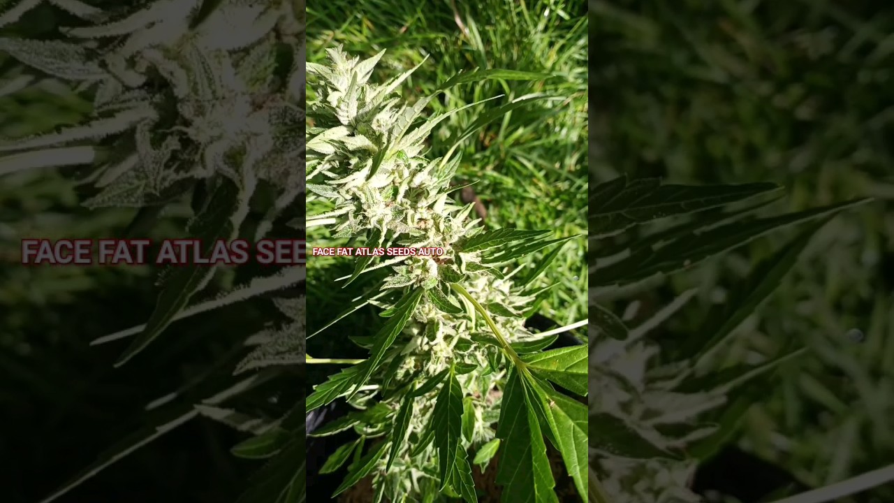Bud Rot RIP
