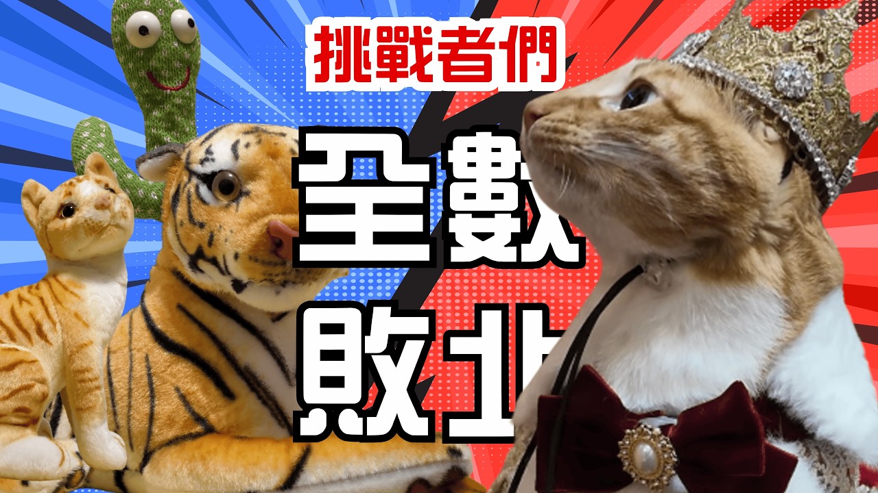 客廳爆發篡位戰!? 老虎挑戰DIO王朝｜DIO貓日記