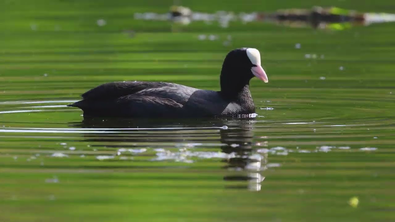 Łyska zwyczajna, Fulica atra, The Eurasian Coot . Film przyrodniczy PTAKI POLSKI Birdwatching #ptaki