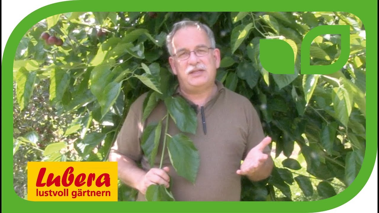 Die Maulbeere 'Illinois Everbearing'