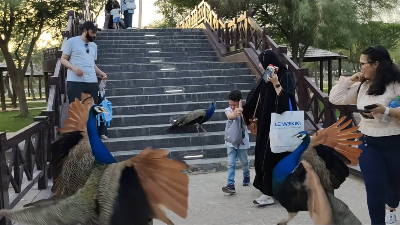 peacock attacks kids for 1 minute straight