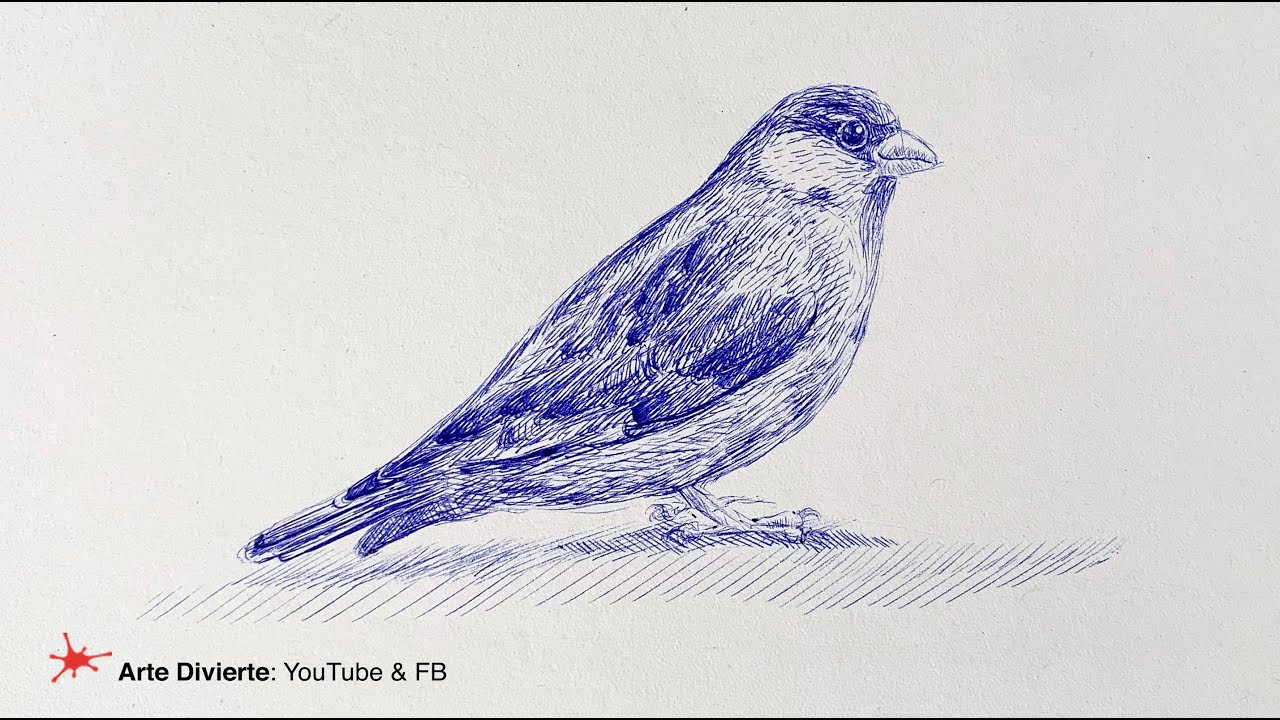 C&Oacute;MO DIBUJAR UN P&Aacute;JARO CON UN BOL&Iacute;GRAFO BARATO - Gorri&oacute;n