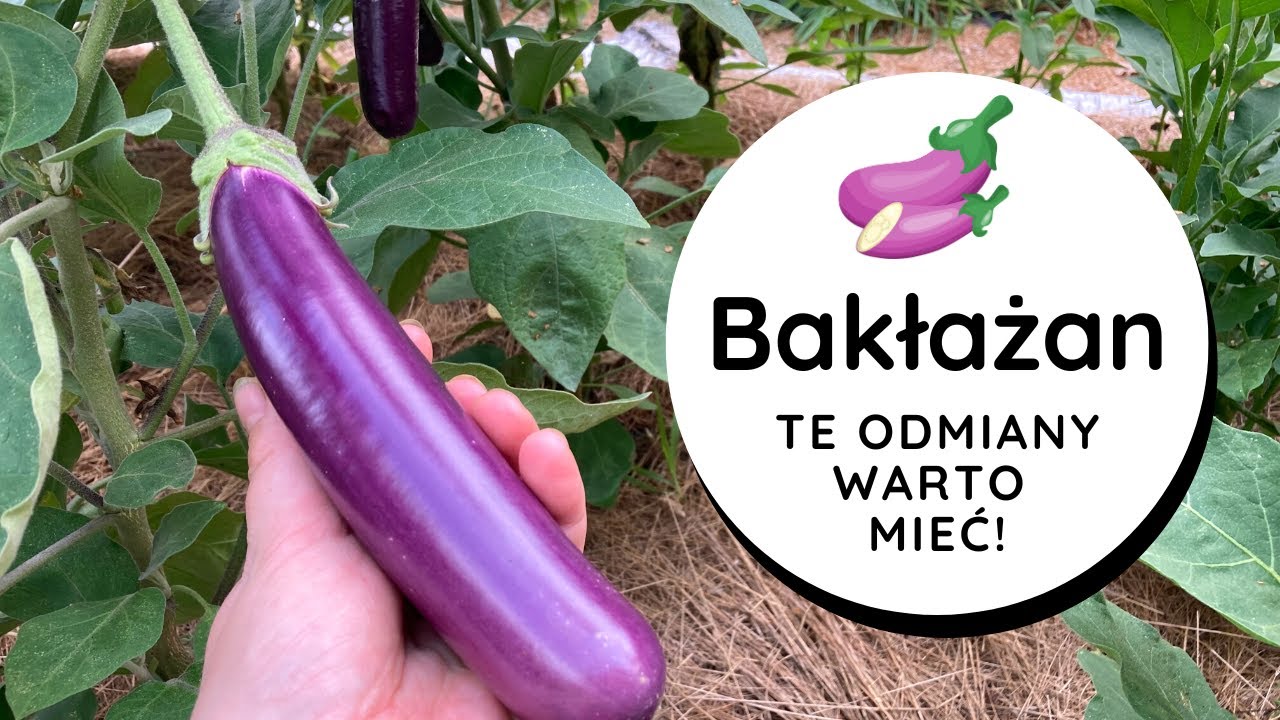 🍆TEN BAKŁAŻAN MNIE ZASKOCZYŁ!😮👍Jakie odmiany bakłażana są fajne, bardzo plenne i łatwe w uprawie?