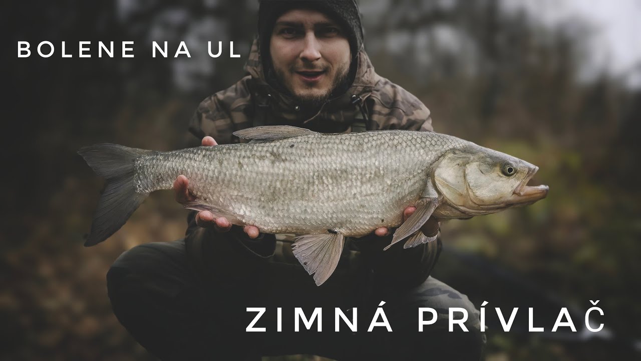 Zimná UL prívlač l Winter ultralight spin fishing l Boleň dravý (aspius aspius)