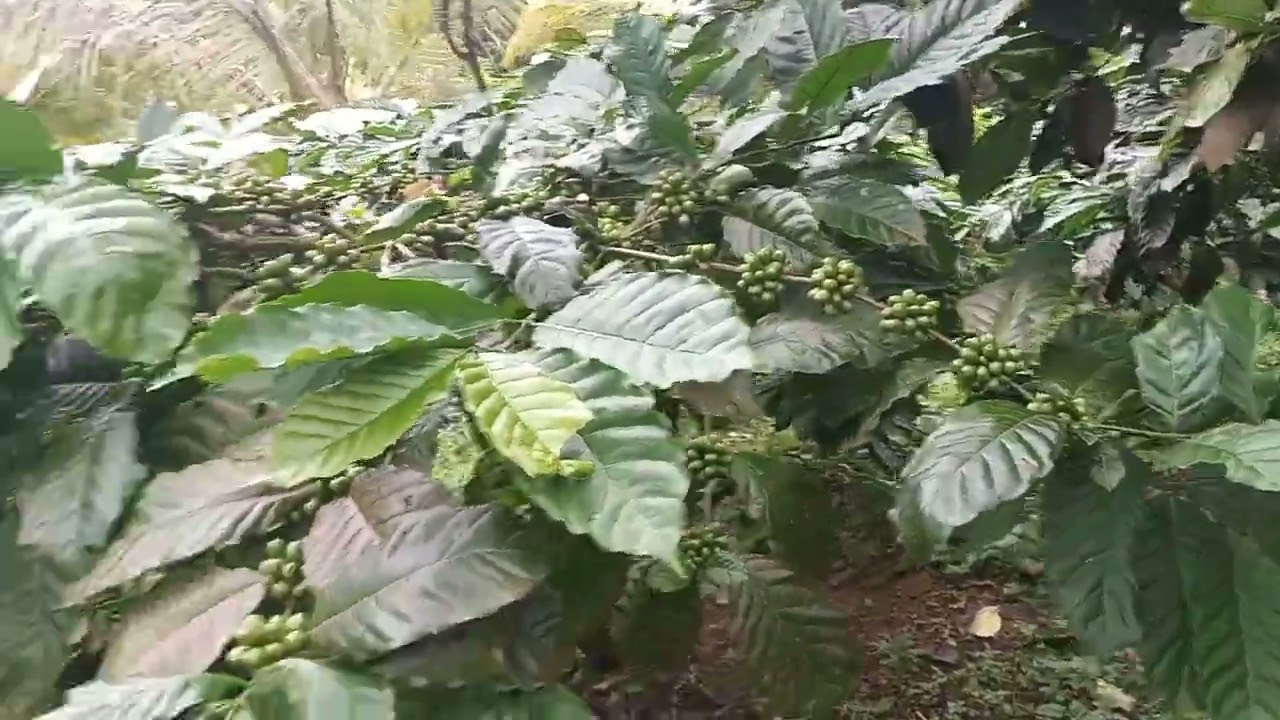 Klon super kobi/ kopi biu mengelegar.. kebun pk siska
