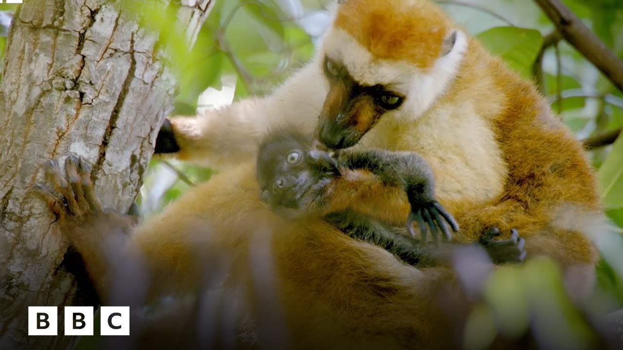 Lemur mum has ingenious idea to save newborn from ticks | BBC Global