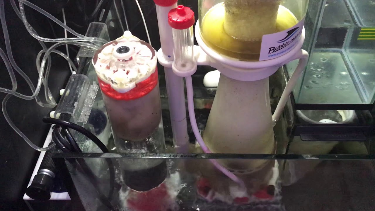 Red Sea Reefer 170 - 10 Month Overview - Part 2