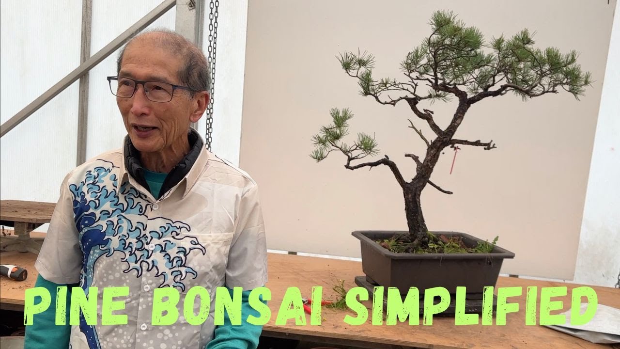 Pine Bonsai Simplified