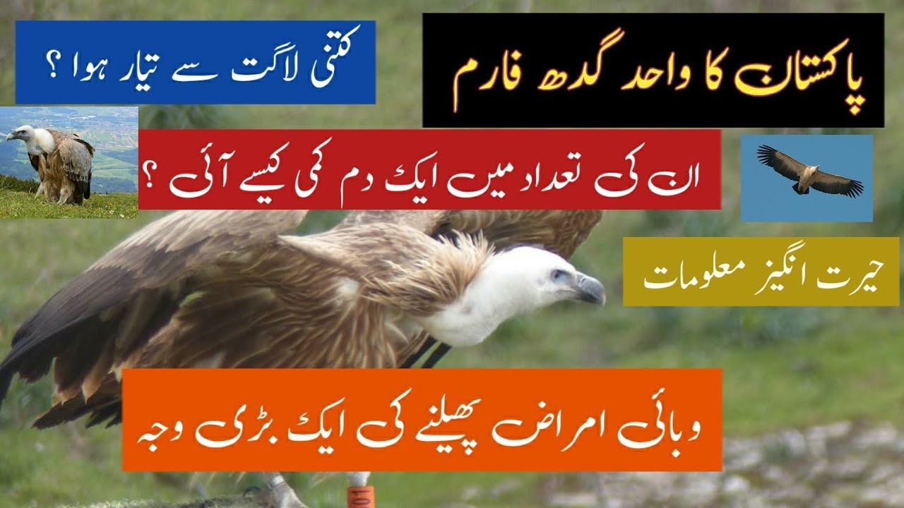 vulture form / changa manga forest / گدھ فارم / پاکستان میں معدوم ہونے والا پرندہ /   diseases cause