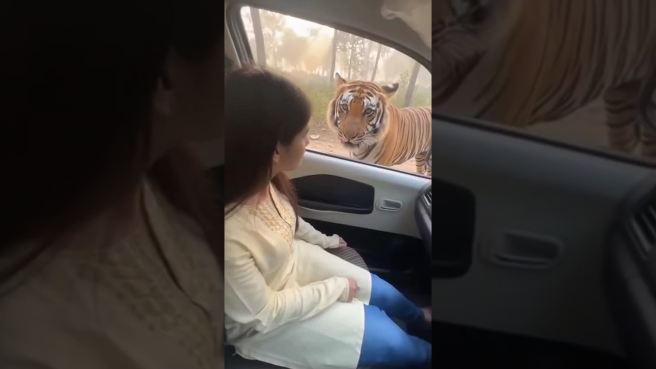 Brutal Tiger Attack On Girl in Car 😭 #tiger #attack #ai #sora #aivideo