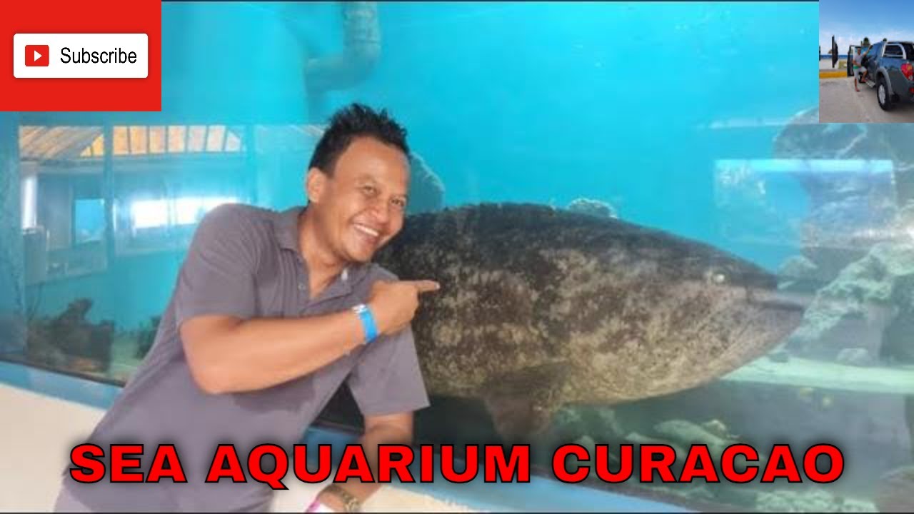 Exploring Sea Aquarium Curacao ( Official Video)