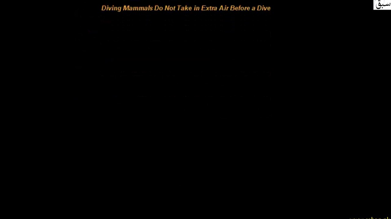 Adaptations of Diving Mammals, Biology Lecture | Sabaq.pk |