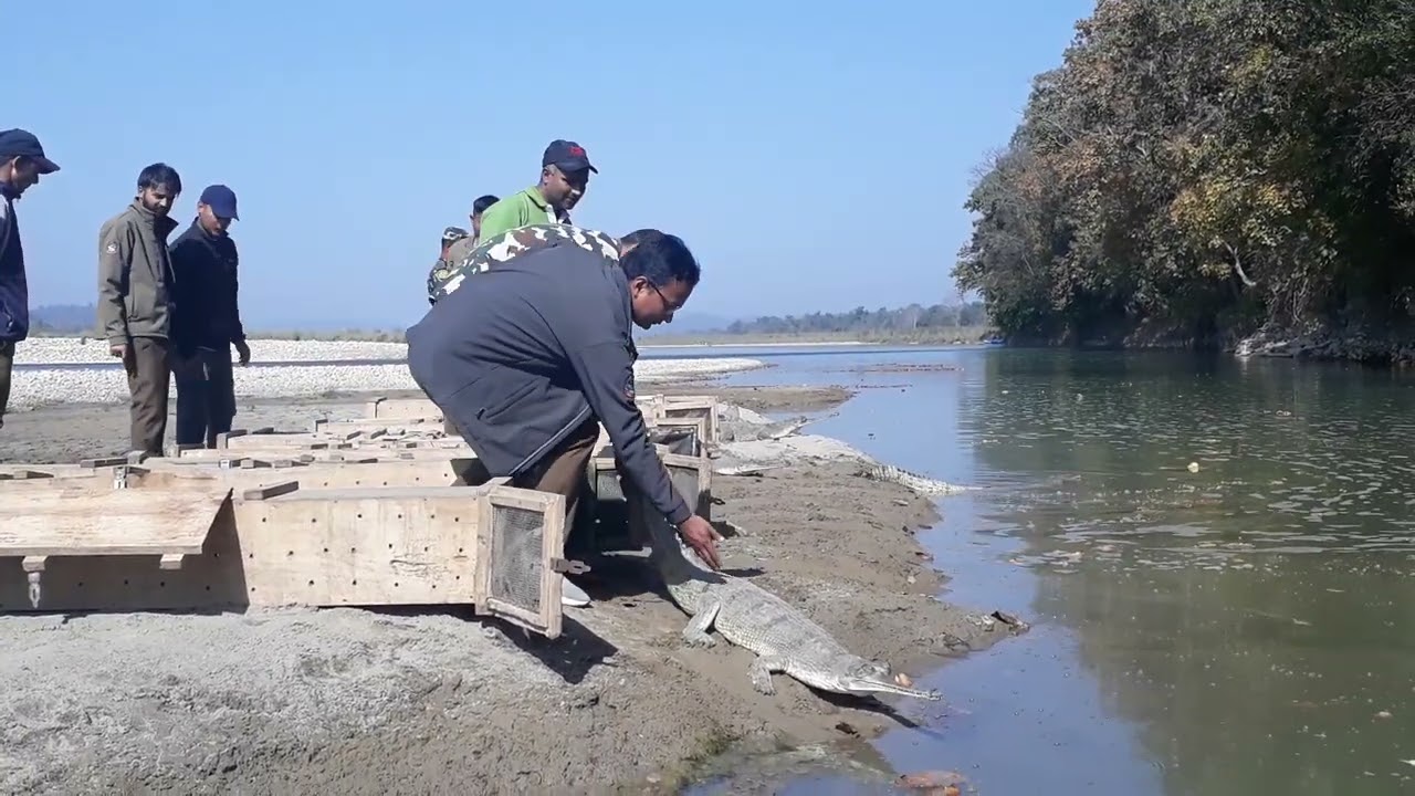 Ghadiyal crocodile releases in wild,  Bardia Nepal