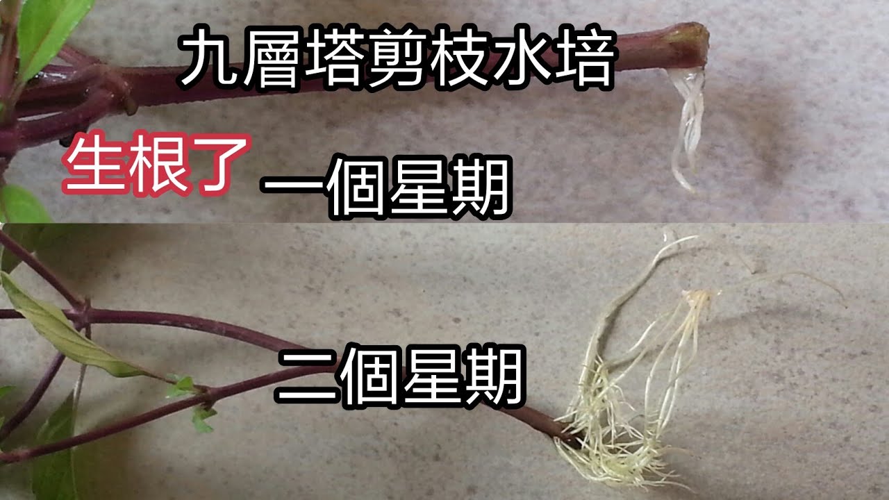 蘭：剪枝水培，九層塔(Thai Basil)   一個星期生根了！發芽了！7-6-2021