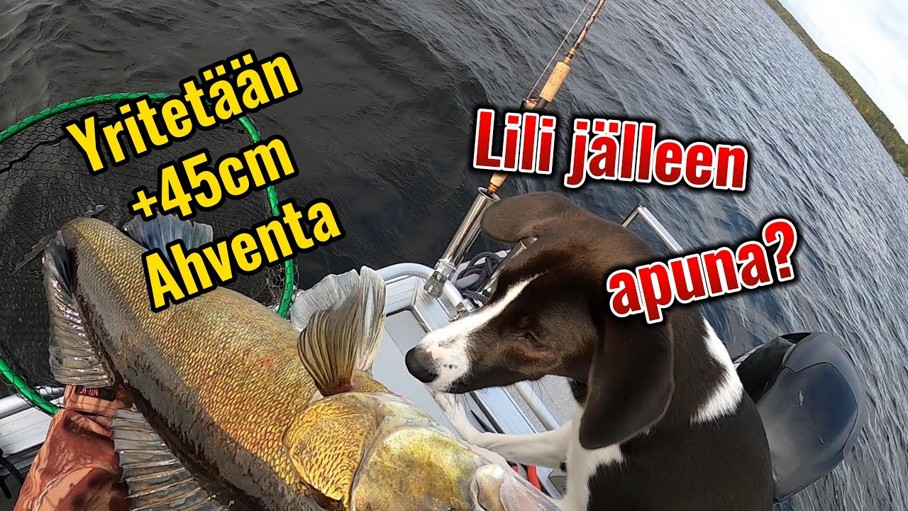 Suurahvenen metsästystä Pien-Saimaalta