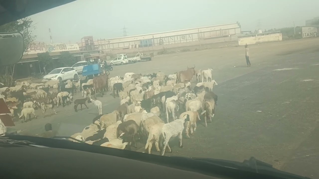 भेड़ बकरी चराने वाले ग्वाले