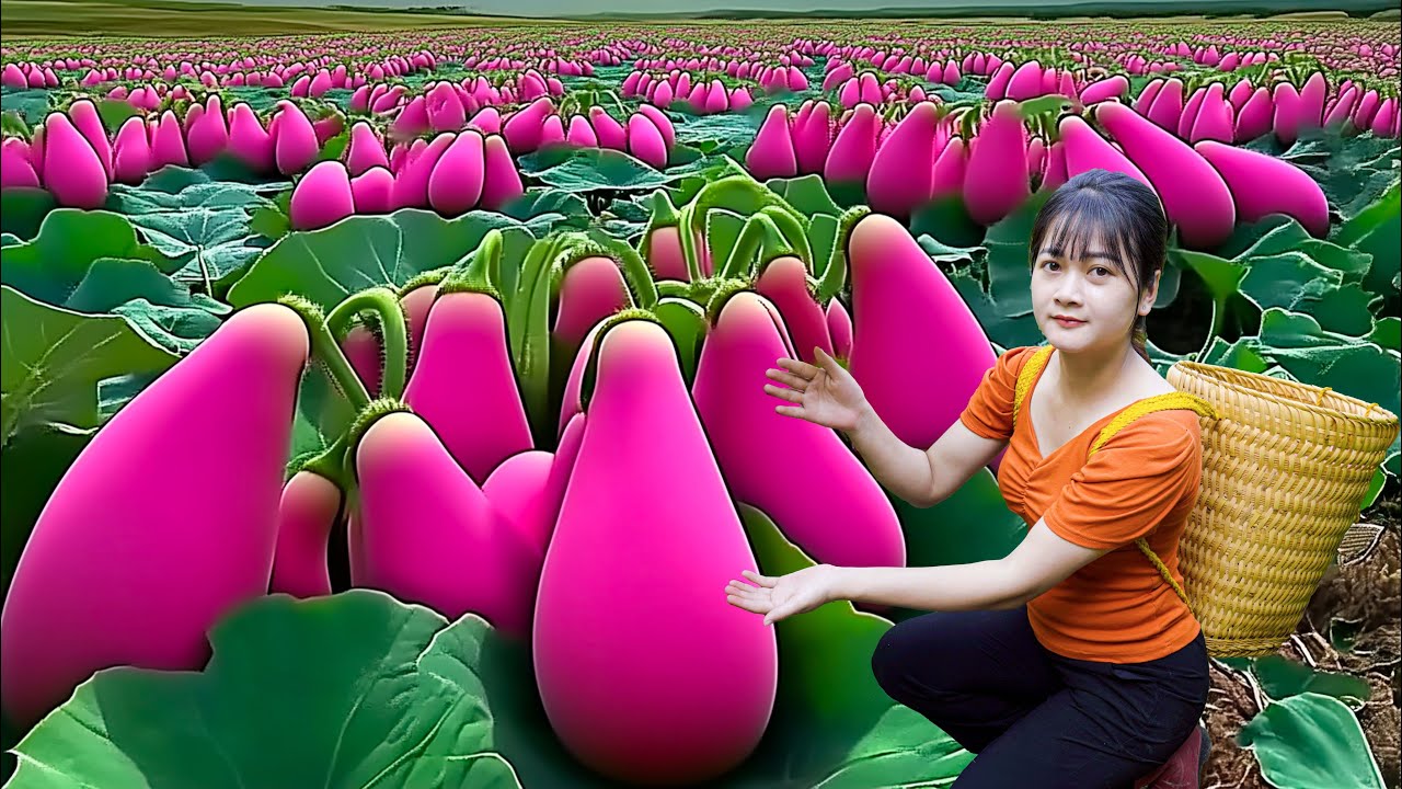 Ly Trieu Ca: Harvesting sweet giant mutant pink Japan melon - How to traditionnal best melon salad