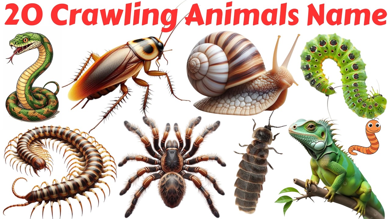 20 Crawling Animals for Kids | Bangla & English | Snake, Snail, Spider & More | Kids Learning Video